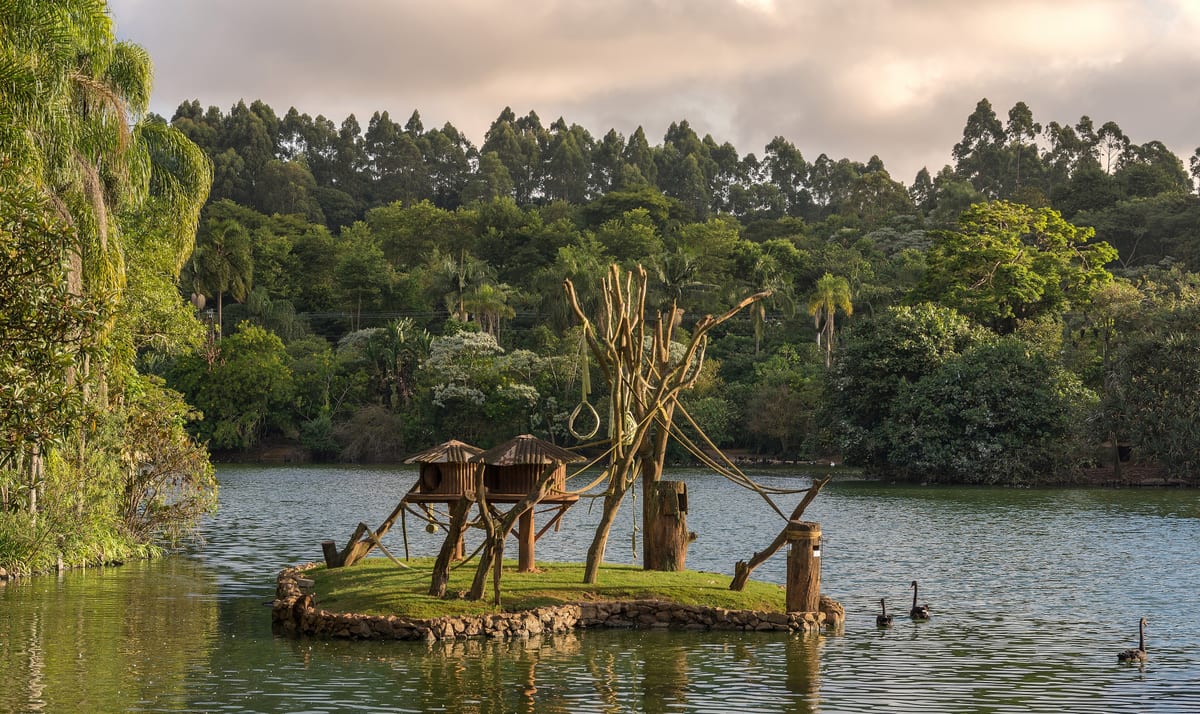 Ilha dos Macacos no Zoológico de São Paulo, com estrutura de madeira sobre um lago cercado de mata e cisnes-negros na água