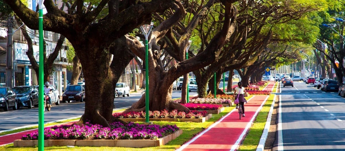 Avenida arborizada de Maringá com árvores antigas no canteiro central, canteiro florido e ciclovia vermelha ao lado da pista