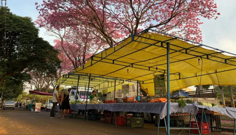 Barraca de hortifrúti numa feira livre de Maringá, montada embaixo de ipês rosa floridos